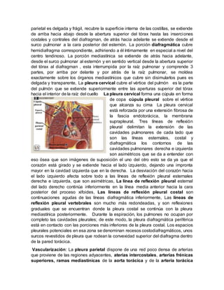 parietal es delgada y frágil, recubre la superficie interna de las costillas, se extiende
de arriba hacia abajo desde la abertura superior del tórax hasta las inserciones
costales y contrales del diafragman, de atrás hacia adelante se extiende desde el
surco pulmonar a la cara posterior del esternón. La porción diafragmática cubre
hemidiafragma correspondiente, adhiriendo a él íntimamente en especial a nivel del
centro tendinoso. La porción mediastínica se extiende de atrás hacia adelante,
desde el surco pulmonar al esternón y en sentido vertical desde la abertura superior
del tórax al diafragman , esta interrumpida por la raíz pulmonar y comprende 3
partes, por arriba por delante y por atrás de la raíz pulmonar, se moldea
exactamente sobre los órganos mediastínicos que cubre sin disimularlos pues es
delgada y transparente, La pleura cervical cubre el vértice del pulmón es la parte
del pulmón que se extiende superiormente entre las aperturas superior del tórax
hacia el interior de la raíz del cuello La pleura cervical forma una cúpula en forma
de copa cúpula pleural sobre el vértice
que alcanza su cima La pleura cervical
está reforzada por una extensión fibrosa de
la fascia endotorácica, la membrana
suprapleural. Tres líneas de reflexión
pleural delimitan la extensión de las
cavidades pulmonares de cada lado que
son las líneas esternales, costal y
diafragmática los contornos de las
cavidades pulmonares derecha e izquierda
son asimétricos que se da a entender con
eso ósea que son imágenes de suposición el uno del otro esto se da ya que el
corazón está girado y se extiende hacia el lado izquierdo, dejando una impronta
mayor en la cavidad izquierda que en la derecha. La desviación del corazón hacia
el lado izquierdo afecta sobre todo a las líneas de reflexión pleural esternales
derecha e izquierda, que son asimétricas, La línea de reflexión pleural esternal
del lado derecho continúa inferiormente en la línea media anterior hacia la cara
posterior del proceso xifoides, Las líneas de reflexión pleural costal son
continuaciones agudas de las líneas diafragmática inferiormente, Las líneas de
reflexión pleural vertebrales son mucho más redondeadas, y son reflexiones
graduales que se encuentran donde la pleura costal se continúa con la pleura
mediastínica posteriormente. Durante la espiración, los pulmones no ocupan por
completo las cavidades pleurales; de este modo, la pleura diafragmática periférica
está en contacto con las porciones más inferiores de la pleura costal. Los espacios
pleurales potenciales en esa zona se denominan recesos costodiafragmáticos, unos
surcos revestidos de pleura que rodean la convexidad superior del diafragma dentro
de la pared torácica.
Vascularización: La pleura parietal dispone de una red poco densa de arterias
que proviene de las regiones adyacentes, aterías intercostales, arterías frénicas
superiores, ramas mediastínicas de la aorta torácica y de la arteria torácica
 