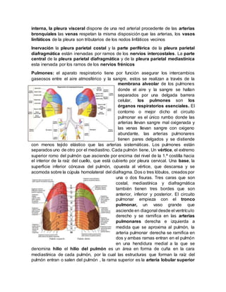 interna, la pleura visceral dispone de una red arterial procedente de las arterias
bronquiales las venas respetan la misma disposición que las arterias, los vasos
linfáticos de la pleura son tributarios de los nodos linfáticos vecinos
Inervación la pleura parietal costal y la parte periférica de la pleura parietal
diafragmática están inervadas por ramos de los nervios intercostales. La parte
central de la pleura parietal diafragmática y de la pleura parietal mediastínica
esta inervada por los ramos de los nervios frénicos
Pulmones: el aparato respiratorio tiene por función asegurar los intercambios
gaseosos entre el aire atmosférico y la sangre, estos se realizan a través de la
membrana alveolar de los pulmones
donde el aire y la sangre se hallan
separados por una delgada barrera
celular, los pulmones son los
órganos respiratorios esenciales. El
contorno o mejor dicho el circuito
pulmonar es el único rumbo donde las
arterias llevan sangre mal oxigenada y
las venas llevan sangre con oxigeno
abundante, las arterias pulmonares
tienen pares delgados y se distiende
con menos tejido elástico que las arterias sistemáticas. Los pulmones están
separados uno de otro por el mediastino. Cada pulmón tiene, Un vértice, el extremo
superior romo del pulmón que asciende por encima del nivel de la 1.ª costilla hacia
el interior de la raíz del cuello, que está cubierto por pleura cervical. Una base, la
superficie inferior cóncava del pulmón, opuesta al vértice, que descansa y se
acomoda sobre la cúpula homolateral del diafragma. Dos o tres lóbulos, creados por
una o dos fisuras. Tres caras que son
costal, mediastínica y diafragmática
también tienen tres bordes que son
anterior, inferior y posterior. El circuito
pulmonar empieza con el tronco
pulmonar, un vaso grande que
asciende en diagonal desde el ventrículo
derecho y se ramifica en las arterias
pulmonares derecha e izquierda a
medida que se aproxima al pulmón, la
arteria pulmonar derecha se ramifica en
dos y ambas ramas entran en el pulmón
en una hendidura medial a la que se
denomina hilio el hilio del pulmón es un área en forma de cuña en la cara
mediastínica de cada pulmón, por la cual las estructuras que forman la raíz del
pulmón entran o salen del pulmón , la rama superior es la arteria lobular superior
 