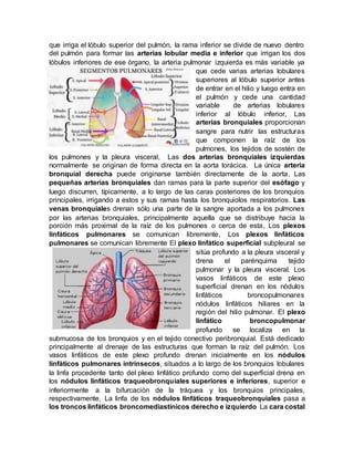 que irriga el lóbulo superior del pulmón, la rama inferior se divide de nuevo dentro
del pulmón para formar las arterias lobular media e inferior que irrigan los dos
lóbulos inferiores de ese órgano, la arteria pulmonar izquierda es más variable ya
que cede varias arterias lobulares
superiores al lóbulo superior antes
de entrar en el hilio y luego entra en
el pulmón y cede una cantidad
variable de arterias lobulares
inferior al lóbulo inferior, Las
arterias bronquiales proporcionan
sangre para nutrir las estructuras
que componen la raíz de los
pulmones, los tejidos de sostén de
los pulmones y la pleura visceral, Las dos arterias bronquiales izquierdas
normalmente se originan de forma directa en la aorta torácica. La única arteria
bronquial derecha puede originarse también directamente de la aorta, Las
pequeñas arterias bronquiales dan ramas para la parte superior del esófago y
luego discurren, típicamente, a lo largo de las caras posteriores de los bronquios
principales, irrigando a estos y sus ramas hasta los bronquiolos respiratorios. Las
venas bronquiales drenan sólo una parte de la sangre aportada a los pulmones
por las arterias bronquiales, principalmente aquella que se distribuye hacia la
porción más proximal de la raíz de los pulmones o cerca de esta, Los plexos
linfáticos pulmonares se comunican libremente, Los plexos linfáticos
pulmonares se comunican libremente El plexo linfático superficial subpleural se
sitúa profundo a la pleura visceral y
drena el parénquima tejido
pulmonar y la pleura visceral. Los
vasos linfáticos de este plexo
superficial drenan en los nódulos
linfáticos broncopulmonares
nódulos linfáticos hiliares en la
región del hilio pulmonar. El plexo
linfático broncopulmonar
profundo se localiza en la
submucosa de los bronquios y en el tejido conectivo peribronquial. Está dedicado
principalmente al drenaje de las estructuras que forman la raíz del pulmón. Los
vasos linfáticos de este plexo profundo drenan inicialmente en los nódulos
linfáticos pulmonares intrínsecos, situados a lo largo de los bronquios lobulares
la linfa procedente tanto del plexo linfático profundo como del superficial drena en
los nódulos linfáticos traqueobronquiales superiores e inferiores, superior e
inferiormente a la bifurcación de la tráquea y los bronquios principales,
respectivamente, La linfa de los nódulos linfáticos traqueobronquiales pasa a
los troncos linfáticos broncomediastínicos derecho e izquierdo La cara costal
 