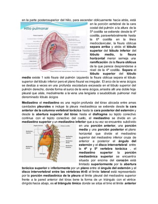 en la parte posterosuperior del hilio, para ascender oblicuamente hacia atrás, está
en la porción vertebral de la cara
costal del pulmón a la altura de la
5ª costilla se extiende desde la 4ª
costilla, paravertebralmente hasta
la 6ª costilla en la línea
medioclavicular, la fisura oblicua
separa arriba y atrás el lóbulo
superior del lóbulo inferior del
lóbulo medio, la fisura
horizontal menor semeja una
ramificación de la fisura oblicua
de la que parece desprenderse a
nivel de la 4ª costilla. Separa el
lóbulo superior del lóbulo
medio existe 1 solo fisura del pulmón izquierdo la fisura oblicua separa el lóbulo
superior del lóbulo inferior pero el plano fisural es irregular. El arco de la vena ácigos
se desliza a veces en una profunda escotadura excavada en el lóbulo superior del
pulmón derecho, donde forma el surco de la vena ácigos, arrastra allí una doble hoja
pleural que aísla, medialmente a la vena una lengüeta o seudolóbulo pulmonar mal
denominado lóbulo ácigos
Mediastino el mediastino es una región profunda del tórax ubicada entre amas
cavidades pleurales e incluye la pleura mediastínica se extiende desde la cara
anterior de la columna vertebral torácica hasta la cara posterior del esternón y
desde la abertura superior del tórax hasta el diafragma su tejido conectivo
continua con el tejido conectivo del cuello, el mediastino se divide en un
mediastino superior y un mediastino inferior que a su vez se encuentra subdivido
en una porción anterior, una porción
media y una porción posterior el plano
horizontal que divide el mediastino
superior del mediastino inferior cruza de
anterior a posterior el ángulo del
esternón y el disco intervertebral entre
la 4ª y 5ª vertebra torácica , el
mediastino superior la porción
mediastinica superior se encuentra
situada por encima del corazón está
limitado superiormente por la abertura
torácica superior e inferiormente por un plano entre el ángulo del esternón y el
disco intervertebral entre las vértebras t4-t5 el límite lateral está representado
por la porción mediastinica de la pleura el límite pleural del mediastino superior
frente a la pared anterior del tórax tiene la forma de un triángulo con el vértice
dirigido hacia abajo, es el triángulo tímico donde se sitúa el timo el límite anterior
 