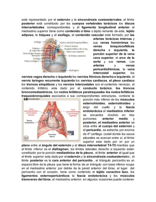 está representado por el esternón y la sincondrosis costoesternales, el límite
posterior está constituido por los cuerpos vertebrales torácicos los discos
intervertebrales correspondientes y el ligamento longitudinal anterior el
mediastino superior tiene como contenido el timo o tejido remante de este, tejido
adiposo, la tráquea y el esófago, el contenido vascular está formado por las
arterias torácicas internas y
sus venas homónimas las
venas braquiocefálicas
derecha e izquierda, la
porción superior de la vena
cava superior, el arco de la
aorta y sus ramas. Las
arterias y venas
pericardiofrénicas, la vena
intercostal superior, los
nervios vagos derecho e izquierdo los nervios frénicos derecho e izquierdo, el
nervio laríngeo recurrente izquierdo los nervios cardiacos, el plexo cardiaco
los troncos simpáticos y los nervios intercostales son el contenido nervioso, el
contenido linfático esta dado por el conducto torácico, los troncos
broncomediastínicos, los nodos linfáticos paratraqueales los nodos linfáticos
traqueobronquiales asociados a sus correspondientes estructuras, contiene la
porción más inferior de los músculos
esternohioideo, esternotiroideo y
largo del cuello y la fascia
endotorácica el mediastino inferior
se encuentra dividido en tres
porciones: anterior medio y
posterior, el mediastino anterior se
sitúa entre el cuerpo del esternón y
el pericardio, se estrecha por encima
de 4º cartílago costal donde los sacos
pleurales se acercan entre sí, el límite
superior esta dado por un por un
plano entre el ángulo del esternón y el disco intervertebral T4-T5 mientras que
el límite inferior es el diafragman, los límites laterales derecho e izquierdo están
constituido por la porción mediastínica de la pleura , el límite anterior al igual que
el límite superior esta dado por el esternón y la sincondrosis costoesternales , el
límite posterior es la cara anterior del pericardio , el triángulo pericardio es un
espacio libre de la pleura que tiene la forma de un triángulo con base inferior ocupa
en el mediastino anterior por detrás de la pared anterior del tórax, el lugar del
pericardio con el corazón, tiene como contenido el tejido conectivo laxo, los
ligamentos esternopericárdicos la fascia endotorácica y los músculos
transverso del tórax, el mediastino anterior, en algunos ocasiones puede contener
 