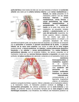 parte del timo o bien restos de éste una vez que empieza a involucrar el contenido
arterial esta dado por la arteria torácica interna y por ramas mediastínicas y
tímicas, las venas presentes en el
mediastino anterior son las venas
torácicas internas , venas
mediastínicas, venas tímicas y
venas pericárdicas, los nodos
linfáticos prepericárdicos y
paraesternales. El mediastino
medio es la parte más ancha del
mediastino, se encuentra limitado
anterior y posteriormente por la
cara del pericardio respectiva, los
límites superior, inferior y laterales
son los mismo que para el
mediastino anterior, el corazón y el
pericardio desplazan de forma
asimétrica al pulmón junto con la pleura hacia la izquierda, su contenido se compone
por el pericardio el corazón, la porción ascendente de la aorta, la porción
inferior de la vena cava superior que recibe el arco de la vena ácigos
posteriormente, el tronco pulmonar, las arterias y venas pulmonares derecha e
izquierda y las arterias y venas pericardiofrénica. Los nodos linfáticos
pericárdicos laterales son el contenido linfático, los nervios presentes en el
mediastino medio son los nervios frénicos derecho e izquierdo y la parte más
profunda del plexo cardíaco otro elemento contenido en el mediastino medio es la
membrana
broncopericárdica, el
mediastino superior
es un espacio
comprendido entre la
cara posterior del
pericardio y los
cuerpos vertebrales
torácicos, los discos
interverbrales
correspondientes y el
ligamento longitudinal
anterior, el mediastino
posterior comparte los límites superior, inferior y laterales con el mediastino anterior
y el mediastino medio, el mediastino posterior contiene el esófago y los
bronquiolos principales, las arterias contenidas son la aorta torácica y sus
ramas, el contenido venoso se encuentra formado por la vena ácigos la vena
hemiácigos accesoria y sus tributarias, los linfáticos del mediastino posterior se
 