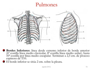 Pulmones Bordes Inferiores: línea desde extremo inferior de borde anterior (6ª costilla línea medio clavicular, 8ª costilla línea medio axilar), hasta 10ª costilla por línea medio escapular. Terminan a 2,5 cm. de proceso espinoso de T10. El borde inferior se sitúa 2 cm. sobre la pleura. 
agosto 2012. 
15  