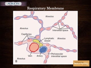 Respiratory Membrane
 