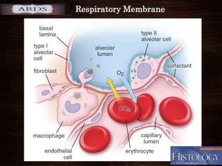 Respiratory Membrane
 