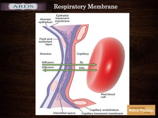 Respiratory Membrane
 