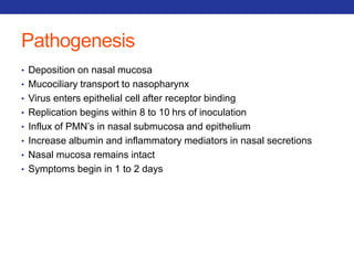 Pathogenesis 
• Deposition on nasal mucosa 
• Mucociliary transport to nasopharynx 
• Virus enters epithelial cell after receptor binding 
• Replication begins within 8 to 10 hrs of inoculation 
• Influx of PMN’s in nasal submucosa and epithelium 
• Increase albumin and inflammatory mediators in nasal secretions 
• Nasal mucosa remains intact 
• Symptoms begin in 1 to 2 days 
 