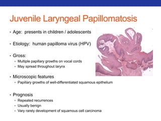 Juvenile Laryngeal Papillomatosis 
• Age: presents in children / adolescents 
• Etiology: human papilloma virus (HPV) 
• Gross: 
• Multiple papillary growths on vocal cords 
• May spread throughout larynx 
• Microscopic features 
• Papillary growths of well-differentiated squamous epithelium 
• Prognosis 
• Repeated recurrences 
• Usually benign 
• Vary rarely development of squamous cell carcinoma 
 