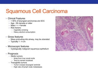 Squamous Cell Carcinoma 
• Clinical Features 
• > 90% of laryngeal carcinomas are SCC 
• Age - 5th decade or older 
• Male > > > female 
• Risk factors: 
• Cigarette smoking 
• Heavy alcohol consumption 
• Gross features 
• Mass protruding into airway, may be ulcerated 
• Typically 1 - 4 cm 
• Microscopic features 
• Cytologically malignant squamous epithelium 
• Prognosis 
• Glottic tumors 
• Arise from true vocal cords 
• Tend to remain localized 
• Transglottic tumors 
• Tumor crosses laryngeal ventricle 
• High rate of lymph node metastases 
 