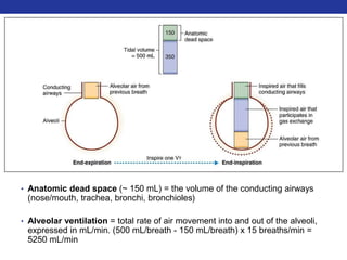• Anatomic dead space (~ 150 mL) = the volume of the conducting airways 
(nose/mouth, trachea, bronchi, bronchioles) 
• Alveolar ventilation = total rate of air movement into and out of the alveoli, 
expressed in mL/min. (500 mL/breath - 150 mL/breath) x 15 breaths/min = 
5250 mL/min 
 