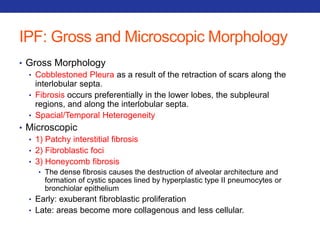IPF: Gross and Microscopic Morphology 
• Gross Morphology 
• Cobblestoned Pleura as a result of the retraction of scars along the 
interlobular septa. 
• Fibrosis occurs preferentially in the lower lobes, the subpleural 
regions, and along the interlobular septa. 
• Spacial/Temporal Heterogeneity 
• Microscopic 
• 1) Patchy interstitial fibrosis 
• 2) Fibroblastic foci 
• 3) Honeycomb fibrosis 
• The dense fibrosis causes the destruction of alveolar architecture and 
formation of cystic spaces lined by hyperplastic type II pneumocytes or 
bronchiolar epithelium 
• Early: exuberant fibroblastic proliferation 
• Late: areas become more collagenous and less cellular. 
 