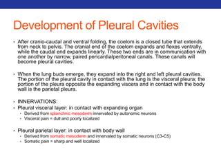 Development of Pleural Cavities 
• After cranio-caudal and ventral folding, the coelom is a closed tube that extends 
from neck to pelvis. The cranial end of the coelom expands and flexes ventrally, 
while the caudal end expands linearly. These two ends are in communication with 
one another by narrow, paired pericardialperitoneal canals. These canals will 
become pleural cavities. 
• When the lung buds emerge, they expand into the right and left pleural cavities. 
The portion of the pleural cavity in contact with the lung is the visceral pleura; the 
portion of the pleura opposite the expanding viscera and in contact with the body 
wall is the parietal pleura. 
• INNERVATIONS: 
• Pleural visceral layer: in contact with expanding organ 
• Derived from splanchnic mesoderm innervated by autonomic neurons 
• Visceral pain = dull and poorly localized 
• Pleural parietal layer: in contact with body wall 
• Derived from somatic mesoderm and innervated by somatic neurons (C3-C5) 
• Somatic pain = sharp and well localized 
 