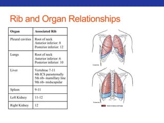 Rib and Organ Relationships 
 