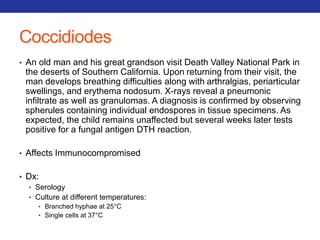 Coccidiodes 
• An old man and his great grandson visit Death Valley National Park in 
the deserts of Southern California. Upon returning from their visit, the 
man develops breathing difficulties along with arthralgias, periarticular 
swellings, and erythema nodosum. X-rays reveal a pneumonic 
infiltrate as well as granulomas. A diagnosis is confirmed by observing 
spherules containing individual endospores in tissue specimens. As 
expected, the child remains unaffected but several weeks later tests 
positive for a fungal antigen DTH reaction. 
• Affects Immunocompromised 
• Dx: 
• Serology 
• Culture at different temperatures: 
• Branched hyphae at 25°C 
• Single cells at 37°C 
 