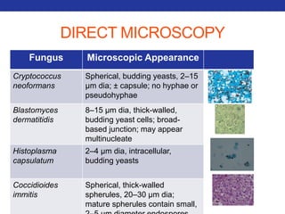 DIRECT MICROSCOPY 
Fungus Microscopic Appearance 
Cryptococcus 
neoformans 
Spherical, budding yeasts, 2–15 
μm dia; ± capsule; no hyphae or 
pseudohyphae 
Blastomyces 
dermatitidis 
8–15 μm dia, thick-walled, 
budding yeast cells; broad-based 
junction; may appear 
multinucleate 
Histoplasma 
capsulatum 
2–4 μm dia, intracellular, 
budding yeasts 
Coccidioides 
immitis 
Spherical, thick-walled 
spherules, 20–30 μm dia; 
mature spherules contain small, 
2–5 μm diameter endospores 
 