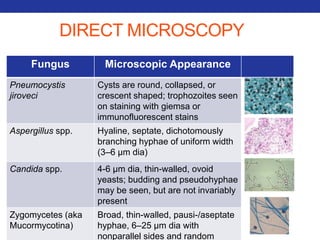 DIRECT MICROSCOPY 
Fungus Microscopic Appearance 
Pneumocystis 
jiroveci 
Cysts are round, collapsed, or 
crescent shaped; trophozoites seen 
on staining with giemsa or 
immunofluorescent stains 
Aspergillus spp. Hyaline, septate, dichotomously 
branching hyphae of uniform width 
(3–6 μm dia) 
Candida spp. 4-6 μm dia, thin-walled, ovoid 
yeasts; budding and pseudohyphae 
may be seen, but are not invariably 
present 
Zygomycetes (aka 
Mucormycotina) 
Broad, thin-walled, pausi-/aseptate 
hyphae, 6–25 μm dia with 
nonparallel sides and random 
 