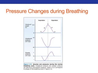 Pressure Changes during Breathing 
 