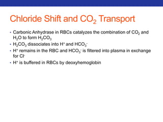 Chloride Shift and CO2 Transport 
• Carbonic Anhydrase in RBCs catalyzes the combination of COand 
2 HO to form HCO223 
• HCOdissociates into H+ and HCO- 
23 3 
• H+ remains in the RBC and HCO3 
- is filtered into plasma in exchange 
for Cl- 
• H+ is buffered in RBCs by deoxyhemoglobin 
 