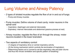 Lung Volume and Airway Patency 
• 2 types of striated muscles regulate the flow of air in and out of lungs: 
• Pump and Airway muscles 
• Pump muscles: Define volume of chest cavity: motor neurons in the 
spinal cord 
• Inspiratory: diaphragm and external intercostals 
• Expiratory: internal intercostals and abdominal (passive process at rest) 
• Airway muscles: regulate the flow of air through the airway: motor 
neurons located in the lower brainstem 
• Two aspects of ventilatory control: 
• (1) degree of inspiratory drive or central inspiratory activity 
• (2) the timing mechanism (which controls the termination of inspiration). 
• Determining factors act in concert to set the respiratory rate and tidal volume 
and thus the minute ventilation and specific pattern of breathing.” 
 