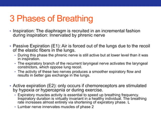 3 Phases of Breathing 
• Inspiration: The diaphragm is recruited in an incremental fashion 
during inspiration: Innervated by phrenic nerve 
• Passive Expiration (E1): Air is forced out of the lungs due to the recoil 
of the elastic fibers in the lungs. 
• During this phase the phrenic nerve is still active but at lower level than it was 
in inspiration. 
• The expiratory branch of the recurrent laryngeal nerve activates the laryngeal 
constrictors, which oppose lung recoil. 
• The activity of these two nerves produces a smoother expiratory flow and 
results in better gas exchange in the lungs. 
• Active expiration (E2): only occurs if chemoreceptors are stimulated 
by hypoxia or hypercapnia or during exercise. 
• Expiratory muscles activity is essential to speed up breathing frequency. 
Inspiratory duration is virtually invariant in a healthy individual. The breathing 
rate increases almost entirely via shortening of expiratory phase. L 
• Lumbar nerve innervates muscles of phase 2 
 