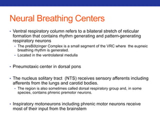 Neural Breathing Centers 
• Ventral respiratory column refers to a bilateral stretch of reticular 
formation that contains rhythm generating and pattern-generating 
respiratory neurons 
• The preBötzinger Complex is a small segment of the VRC where the eupneic 
breathing rhythm is generated. 
• Located in the ventrolateral medulla 
• Pneumotaxic center in dorsal pons 
• The nucleus solitary tract (NTS) receives sensory afferents including 
afferents from the lungs and carotid bodies. 
• The region is also sometimes called dorsal respiratory group and, in some 
species, contains phrenic premotor neurons. 
• Inspiratory motoneurons including phrenic motor neurons receive 
most of their input from the brainstem 
 