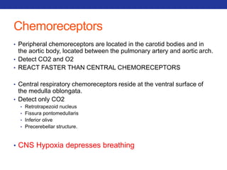 Chemoreceptors 
• Peripheral chemoreceptors are located in the carotid bodies and in 
the aortic body, located between the pulmonary artery and aortic arch. 
• Detect CO2 and O2 
• REACT FASTER THAN CENTRAL CHEMORECEPTORS 
• Central respiratory chemoreceptors reside at the ventral surface of 
the medulla oblongata. 
• Detect only CO2 
• Retrotrapezoid nucleus 
• Fissura pontomedullaris 
• Inferior olive 
• Precerebellar structure. 
• CNS Hypoxia depresses breathing 
 