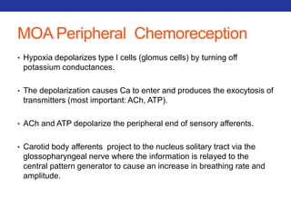 MOA Peripheral Chemoreception 
• Hypoxia depolarizes type I cells (glomus cells) by turning off 
potassium conductances. 
• The depolarization causes Ca to enter and produces the exocytosis of 
transmitters (most important: ACh, ATP). 
• ACh and ATP depolarize the peripheral end of sensory afferents. 
• Carotid body afferents project to the nucleus solitary tract via the 
glossopharyngeal nerve where the information is relayed to the 
central pattern generator to cause an increase in breathing rate and 
amplitude. 
 