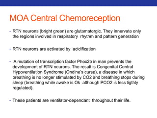 MOA Central Chemoreception 
• RTN neurons (bright green) are glutamatergic. They innervate only 
the regions involved in respiratory rhythm and pattern generation 
• RTN neurons are activated by acidification 
• A mutation of transcription factor Phox2b in man prevents the 
development of RTN neurons. The result is Congenital Central 
Hypoventilation Syndrome (Ondine’s curse), a disease in which 
breathing is no longer stimulated by CO2 and breathing stops during 
sleep (breathing while awake is Ok although PCO2 is less tigthly 
regulated). 
• These patients are ventilator-dependant throughout their life. 
 