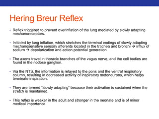 Hering Breur Reflex 
• Reflex triggered to prevent overinflation of the lung mediated by slowly adapting 
mechanoreceptors. 
• Initiated by lung inflation, which stretches the terminal endings of slowly adapting 
mechanosensitive sensory afferents located in the trachea and bronchi  influx of 
sodium  depolarization and action potential generation 
• The axons travel in thoracic branches of the vagus nerve, and the cell bodies are 
found in the nodose ganglion. 
• Via the NTS, the information is relayed to the pons and the ventral respiratory 
column, resulting in decreased activity of inspiratory motoneurons, which helps 
terminate inspiration. 
• They are termed “slowly adapting” because their activation is sustained when the 
stretch is maintained. 
• This reflex is weaker in the adult and stronger in the neonate and is of minor 
medical importance. 
 