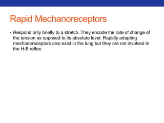 Rapid Mechanoreceptors 
• Respond only briefly to a stretch. They encode the rate of change of 
the tension as opposed to its absolute level. Rapidly adapting 
mechanoreceptors also exist in the lung but they are not involved in 
the H-B reflex. 
 