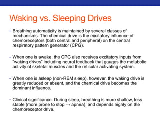 Waking vs. Sleeping Drives 
• Breathing automaticity is maintained by several classes of 
mechanisms. The chemical drive is the excitatory influence of 
chemoreceptors (both central and peripheral) on the central 
respiratory pattern generator (CPG). 
• When one is awake, the CPG also receives excitatory inputs from 
“waking drives” including neural feedback that gauges the metabolic 
activity of skeletal muscles and the reticular activating system. 
• When one is asleep (non-REM sleep), however, the waking drive is 
greatly reduced or absent, and the chemical drive becomes the 
dominant influence. 
• Clinical significance: During sleep, breathing is more shallow, less 
stable (more prone to stop → apnea), and depends highly on the 
chemoreceptor drive. 
 