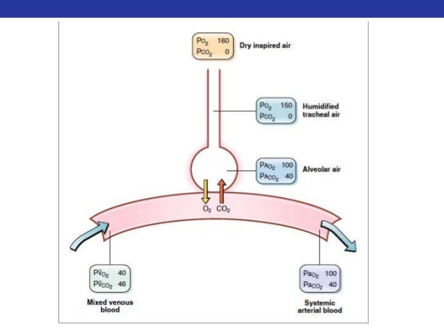 lung response to dead space