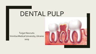 DENTAL PULP
Turgut Novruzlu
Vinnitsa Medical University, Ukraine
2019
 
