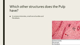 Pulp Bundle Pulp | PPTX