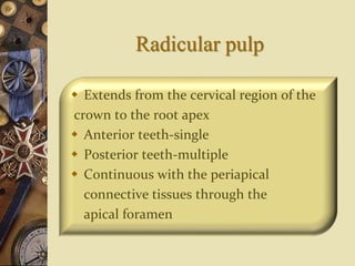 Radicular pulp
 Extends from the cervical region of the
crown to the root apex
 Anterior teeth-single
 Posterior teeth-multiple
 Continuous with the periapical
connective tissues through the
apical foramen
 