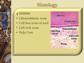 Histology
4 zones:
 Odontoblastic zone
 Cell free zone of weil
 Cell-rich zone
 Pulp Core
 