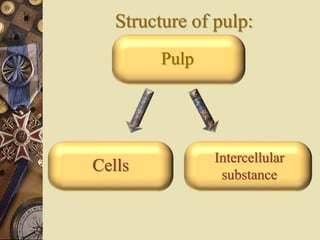 Structure of pulp:
Intercellular
substance
Pulp
Cells
 