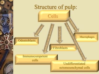 Structure of pulp:
Cells
Odontoblasts
Fibroblasts
Immunocompetent
cells
Macrophages
Undifferentiated
ectomesenchymal cells
 