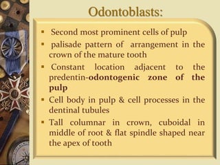Odontoblasts:
 Second most prominent cells of pulp
 palisade pattern of arrangement in the
crown of the mature tooth
 Constant location adjacent to the
predentin-odontogenic zone of the
pulp
 Cell body in pulp & cell processes in the
dentinal tubules
 Tall columnar in crown, cuboidal in
middle of root & flat spindle shaped near
the apex of tooth
 