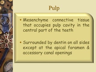 Pulp
 Mesenchyme connective tissue
that occupies pulp cavity in the
central part of the teeth
 Surrounded by dentin on all sides
except at the apical foramen &
accessory canal openings
 