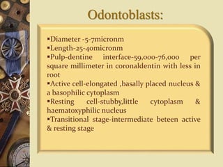Odontoblasts:
Diameter -5-7micronm
Length-25-40micronm
Pulp-dentine interface-59,000-76,000 per
square millimeter in coronaldentin with less in
root
Active cell-elongated ,basally placed nucleus &
a basophilic cytoplasm
Resting cell-stubby,little cytoplasm &
haematoxyphilic nucleus
Transitional stage-intermediate beteen active
& resting stage
 