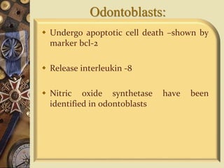 Odontoblasts:
 Undergo apoptotic cell death –shown by
marker bcl-2
 Release interleukin -8
 Nitric oxide synthetase have been
identified in odontoblasts
 