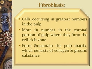 Fibroblasts:
 Cells occurring in greatest numbers
in the pulp
 More in number in the coronal
portion of pulp where they form the
cell-rich zone
 Form &maintain the pulp matrix,
which consists of collagen & ground
substance
 