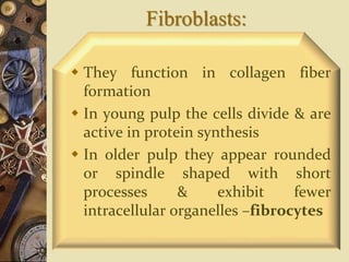 Fibroblasts:
 They function in collagen fiber
formation
 In young pulp the cells divide & are
active in protein synthesis
 In older pulp they appear rounded
or spindle shaped with short
processes & exhibit fewer
intracellular organelles –fibrocytes
 