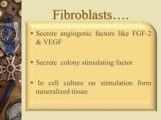 Fibroblasts….
 Secrete angiogenic factors like FGF-2
& VEGF
 Secrete colony stimulating factor
 In cell culture on stimulation form
mineralized tissue
 