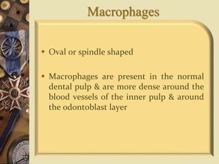 Macrophages
 Oval or spindle shaped
 Macrophages are present in the normal
dental pulp & are more dense around the
blood vessels of the inner pulp & around
the odontoblast layer
 