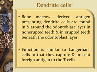 Dendritic cells:
 Bone marrow- derived, antigen
presenting dendrite cells are found
in & around the odontoblast layer in
nonerupted teeth & in erupted teeth
beneath the odontoblast layer
 Function is similar to Langerhans
cells in that they capture & present
foreign antigen to the T cells
 