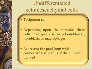 Undifferentiated
ectomesenchymal cells
 Totipotent cell
 Depending upon the stimulus these
cells may give rise to odontoblasts ,
fibroblasts or macrophages.
 Represent the pool from which
connective tissue cells of the pulp are
derived
 