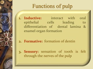 Functions of pulp
1. Inductive: interact with oral
epithelial cells leading to
differentiation of dental lamina &
enamel organ formation
2. Formative: formation of dentin
3. Sensory: sensation of tooth is felt
through the nerves of the pulp
 