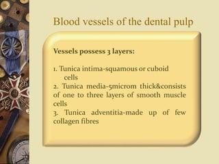 Blood vessels of the dental pulp
Vessels possess 3 layers:
1. Tunica intima-squamous or cuboid
cells
2. Tunica media-5microm thick&consists
of one to three layers of smooth muscle
cells
3. Tunica adventitia-made up of few
collagen fibres
 